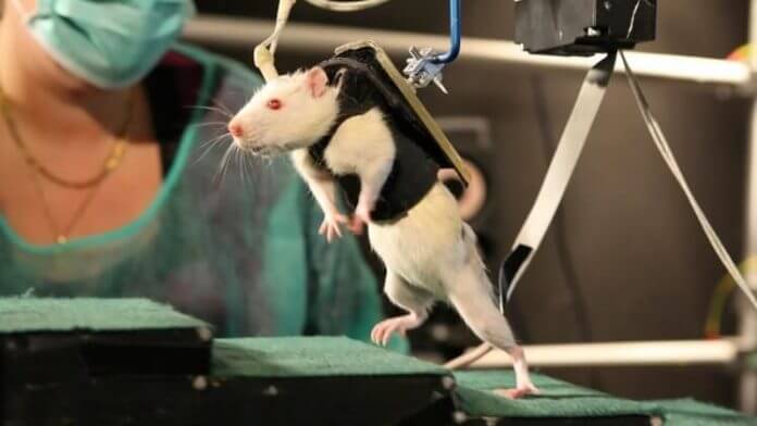A Inibição de Neurônios Inibitórios faz com que ratos com lesão medular andem novamente - Pesquisa
