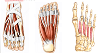 Músculos intrínsecos do pé