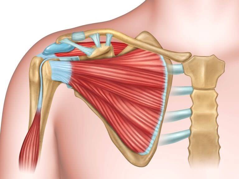 Ombro: A Anatomia do Complexo Articular - Portal Lupmed