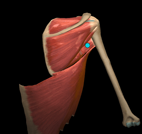 A Anatomia do Complexo Articular do Ombro