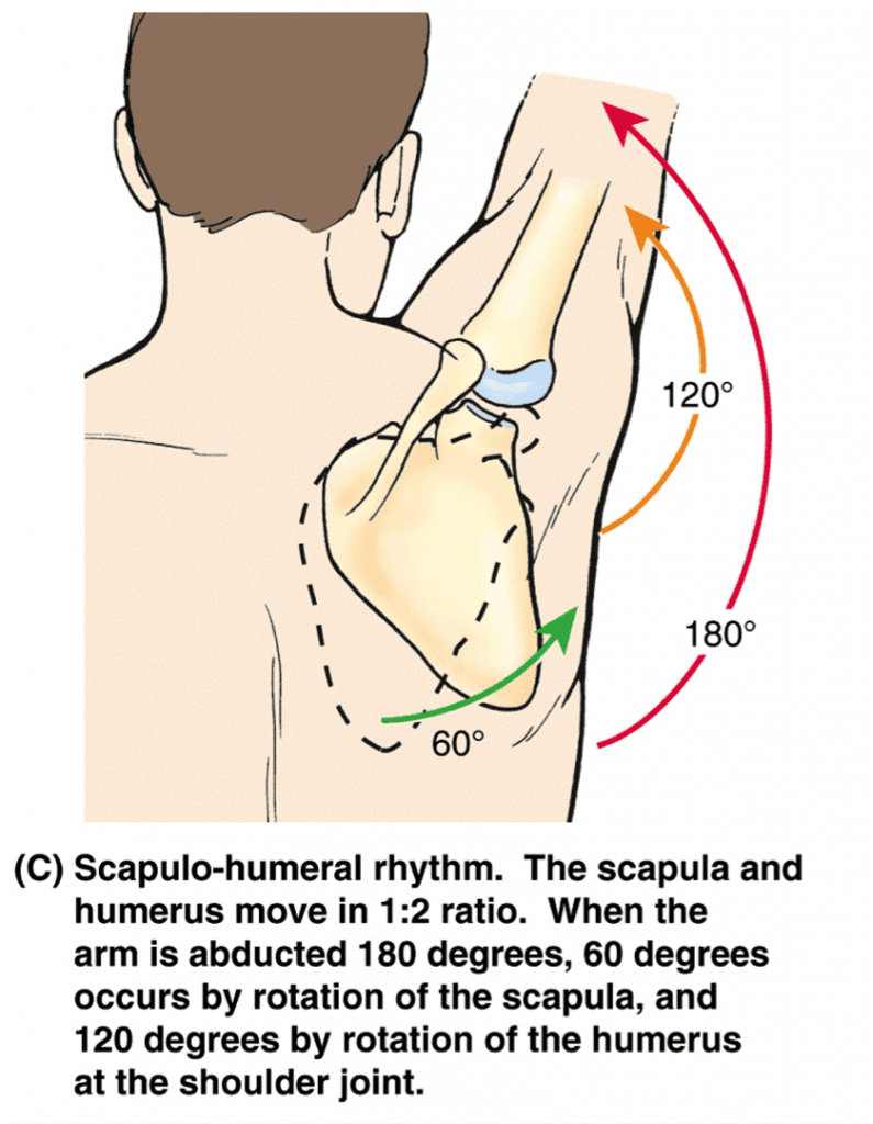 A Anatomia do Complexo Articular do Ombro