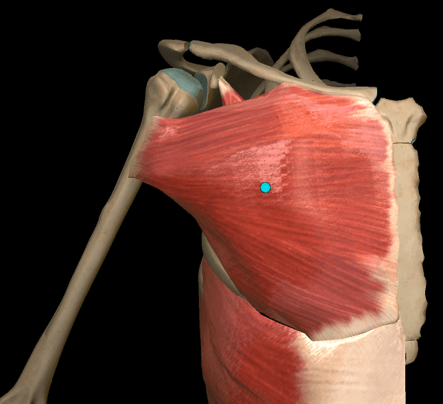 A Anatomia do Complexo Articular do Ombro
